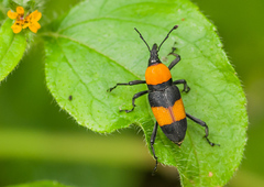 Rhodobaenus augustinus