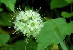 Hydrophyllum macrophyllum