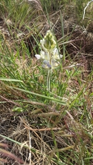 Lupinus malacophyllus