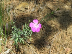 Dianthus campestris
