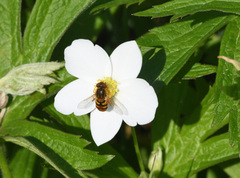 Parhelophilus obsoletus
