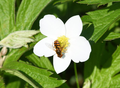 Parhelophilus obsoletus