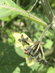 Jaltomata procumbens