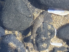 Oligocottus maculosus