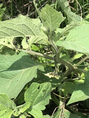 Jaltomata procumbens