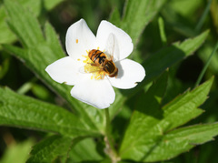 Parhelophilus obsoletus