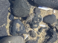 Oligocottus maculosus