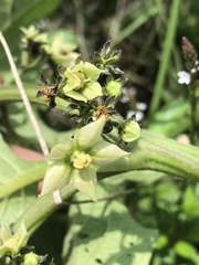 Jaltomata procumbens