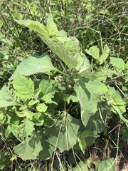 Jaltomata procumbens
