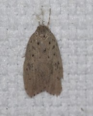 Stictochila delosticta