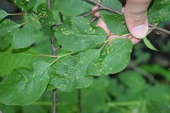 Eriophyes cerasicrumena