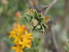 Lasiosiphon meisnerianus