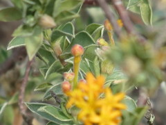 Lasiosiphon meisnerianus