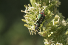 Malachius lusitanicus