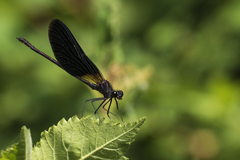 Calopteryx haemorrhoidalis