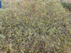 Lasiosiphon meisnerianus