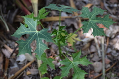 Cnidoscolus multilobus