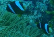 Amphiprion