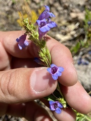 Penstemon leonardii