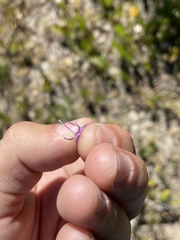 Penstemon leonardii