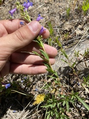 Penstemon leonardii