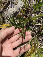 Penstemon leonardii