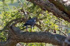 Kaupifalco monogrammicus