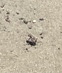 Cicindela repanda