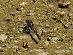 Phanogomphus spicatus
