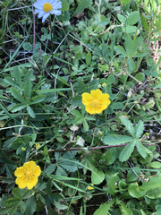 Potentilla reptans