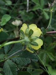 Potentilla reptans