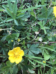 Potentilla reptans