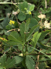 Potentilla reptans