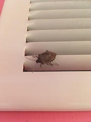 Halyomorpha halys