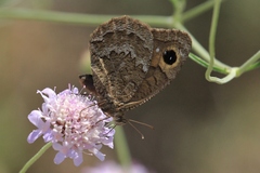 Satyrus actaea