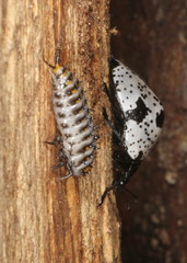 Cypherotylus elevatus