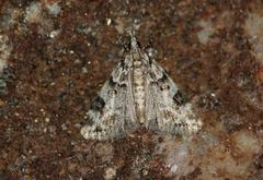 Eudonia delunella
