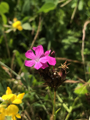 Dianthus carthusianorum