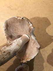 Agaricus perobscurus