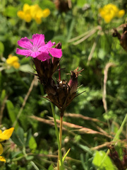 Dianthus carthusianorum