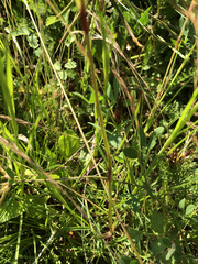 Dianthus carthusianorum
