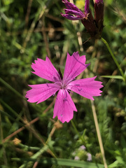 Dianthus carthusianorum