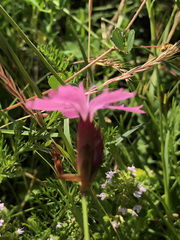 Dianthus carthusianorum