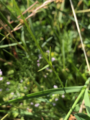 Dianthus carthusianorum
