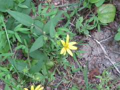 Silphium asperrimum