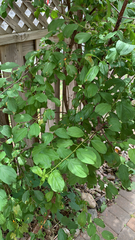 Rhamnus cathartica