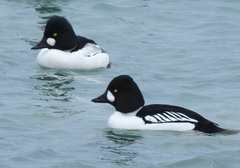 Bucephala clangula × islandica