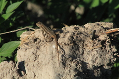Sceloporus edbelli