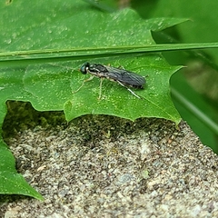 Merosargus caeruleifrons