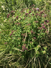 Origanum vulgare